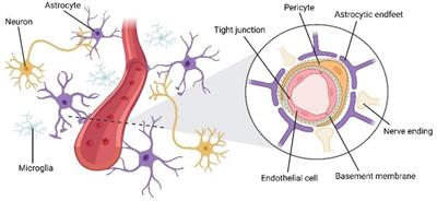 Neurovascular crosstalk and cerebrovascular alterations: an underestimated therapeutic target in autism spectrum disorders